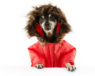 During the winter months, certain activities may become more challenging for your senior dog. See 7 ways to help them through this season!