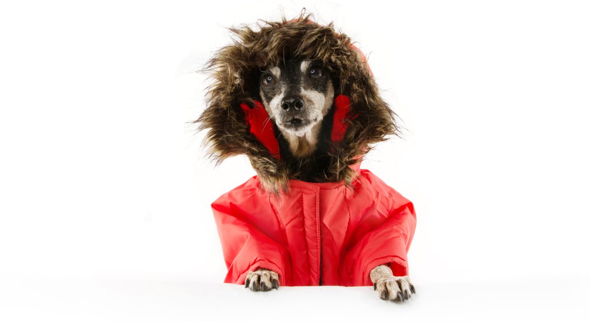 During the winter months, certain activities may become more challenging for your senior dog. See 7 ways to help them through this season!