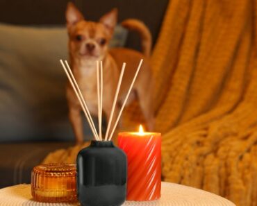 Do you use air fresheners in your home? As pet parents, it's crucial to pause and consider what products you're buying. Here's why!