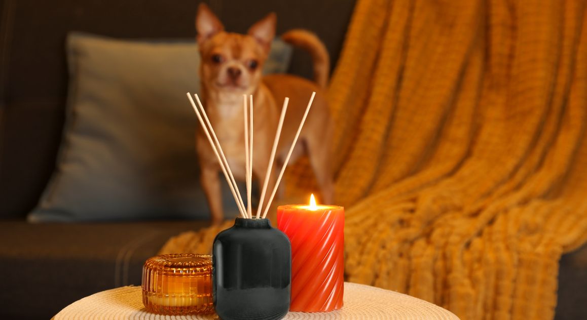 Do you use air fresheners in your home? As pet parents, it's crucial to pause and consider what products you're buying. Here's why!