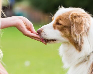 When you first begin puppy training, you will inevitably hear the phrase: "High-Value Training Treats." But, what does that mean? Read on!