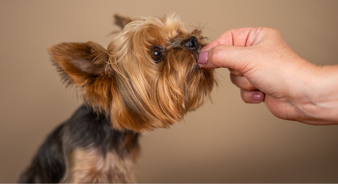 The Important Role of “High-Value” Treats in Dog Training Success ...