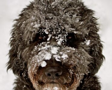 After playing in the snow, does your dog come inside covered in pesky snow clumps? Check out these tips to prevent and tackle this challenge!