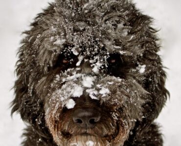 After playing in the snow, does your dog come inside covered in pesky snow clumps? Check out these tips to prevent and tackle this challenge!