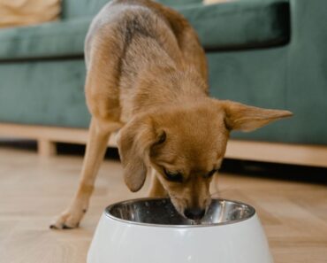 Winter typically bring about changes in our dogs' lifestyles that should trigger a diet evaluation. Read on for winter dog nutrition tips.