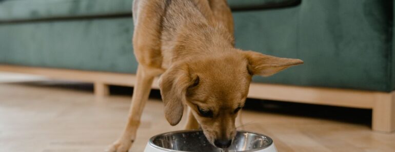 Winter typically bring about changes in our dogs' lifestyles that should trigger a diet evaluation. Read on for winter dog nutrition tips.