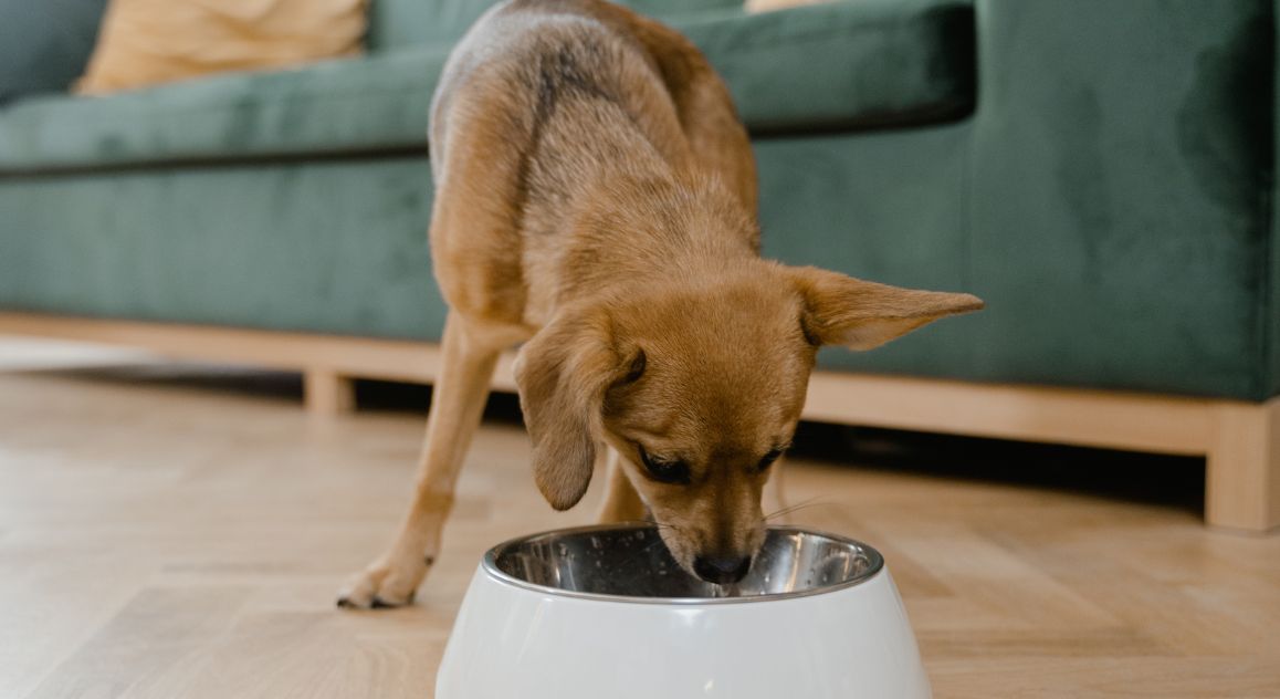 Winter typically bring about changes in our dogs' lifestyles that should trigger a diet evaluation. Read on for winter dog nutrition tips.