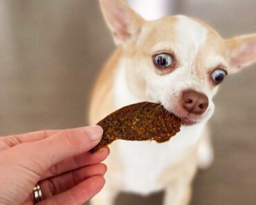 Get ready to make your dog's tail wag with this Beef Bark treat! It combines the savoriness of jerky with a satisfying chip-like texture.