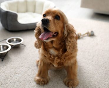 Planning a vacation and thinking of taking your dog along for the fun? Here's what to know when booking a pet-friendly Airbnb.