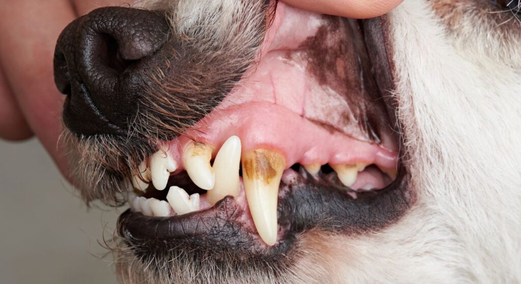 7 Signs Your Dog's Teeth Need More Attention