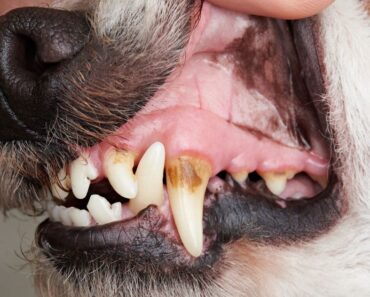 7 Signs Your Dog's Teeth Need More Attention