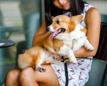 Love the idea of kicking back at a local pub with your dog and some close friends? Here are eight tips to ensure a tail-wagging good time!