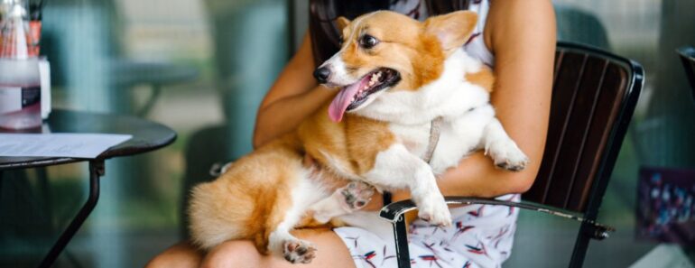 Love the idea of kicking back at a local pub with your dog and some close friends? Here are eight tips to ensure a tail-wagging good time!