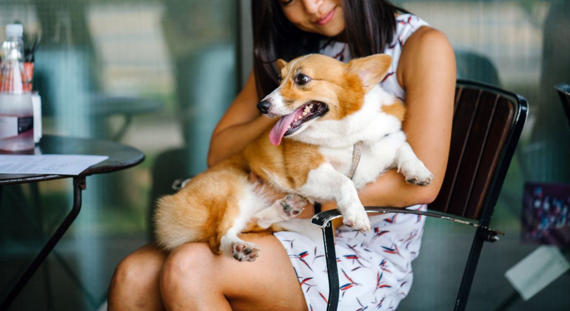 Love the idea of kicking back at a local pub with your dog and some close friends? Here are eight tips to ensure a tail-wagging good time!