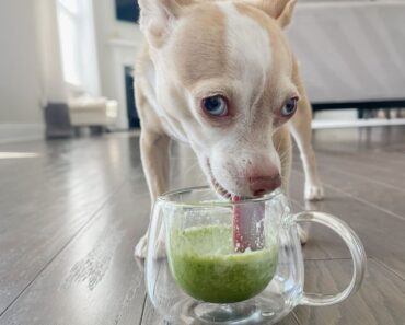 St. Patrick's Day is right around the corner! Why not spoil your canine companion with this special green smoothie for dogs? Get the recipe!