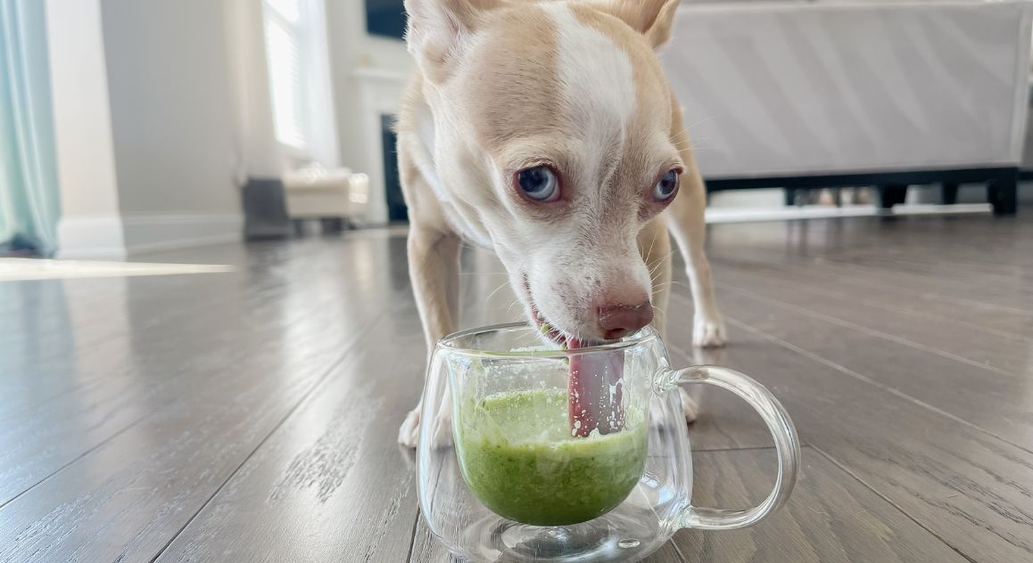 St. Patrick's Day is right around the corner! Why not spoil your canine companion with this special green smoothie for dogs? Get the recipe!