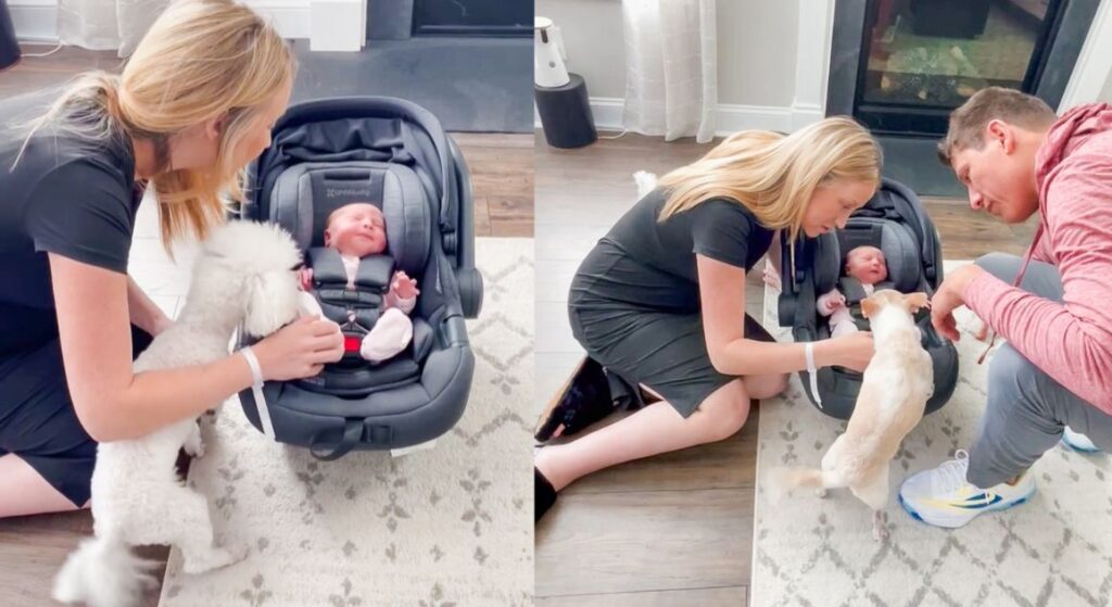 The anticipation of introducing your dogs to your newborn baby can be thrilling yet nerve-wracking. Here's what we did to ensure a successful first meeting.