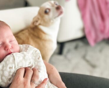 The anticipation of introducing your dogs to your newborn baby can be thrilling yet nerve-wracking. Here's what we did to ensure a successful first meeting.