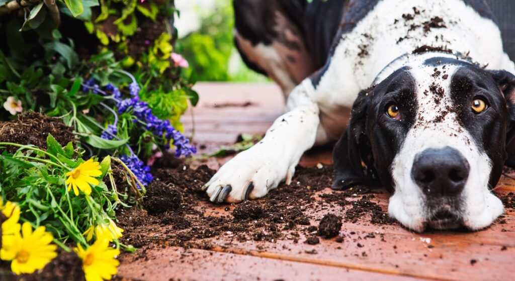 Ever dreamed of cultivating a beautiful garden oasis yet hesitated because of your canine companions? Check out these simple steps to create a dog-safe garden.