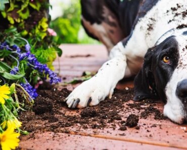 Ever dreamed of cultivating a beautiful garden oasis yet hesitated because of your canine companions? Check out these simple steps to create a dog-safe garden.