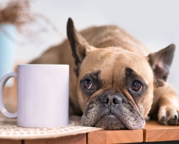 Can dogs drink tea? The answer: It depends! Let's explore the nuances of this intriguing question and uncover which teas are safe for dogs.