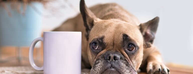 Can dogs drink tea? The answer: It depends! Let's explore the nuances of this intriguing question and uncover which teas are safe for dogs.