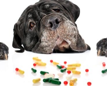 Pet-proofing your house goes beyond securing garbage cans and stowing away cleaning supplies. It also means safeguarding your medications. Find out why!