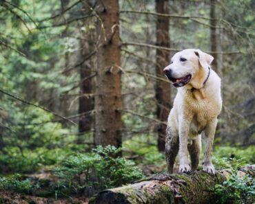 If you enjoy hiking with your dog, you're bound to see various plants, including poison ivy. This sparks the question, "Can dogs get poison ivy?" Find out!