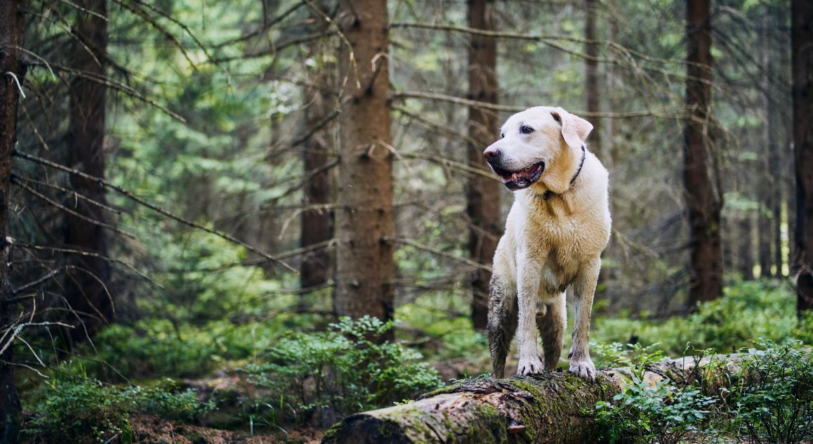 If you enjoy hiking with your dog, you're bound to see various plants, including poison ivy. This sparks the question, "Can dogs get poison ivy?" Find out!
