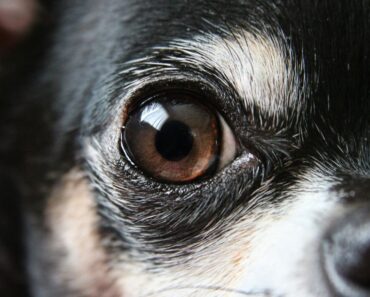 The thought of your dog losing their vision is scary, but early detection is imperative. Discover the top warning signs your dog is going blind.