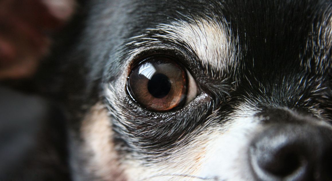 The thought of your dog losing their vision is scary, but early detection is imperative. Discover the top warning signs your dog is going blind.