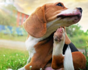 Is your dog suffering from allergies? Are you wondering what might be causing those pesky symptoms? Let's dig into environmental vs food allergies in dogs.