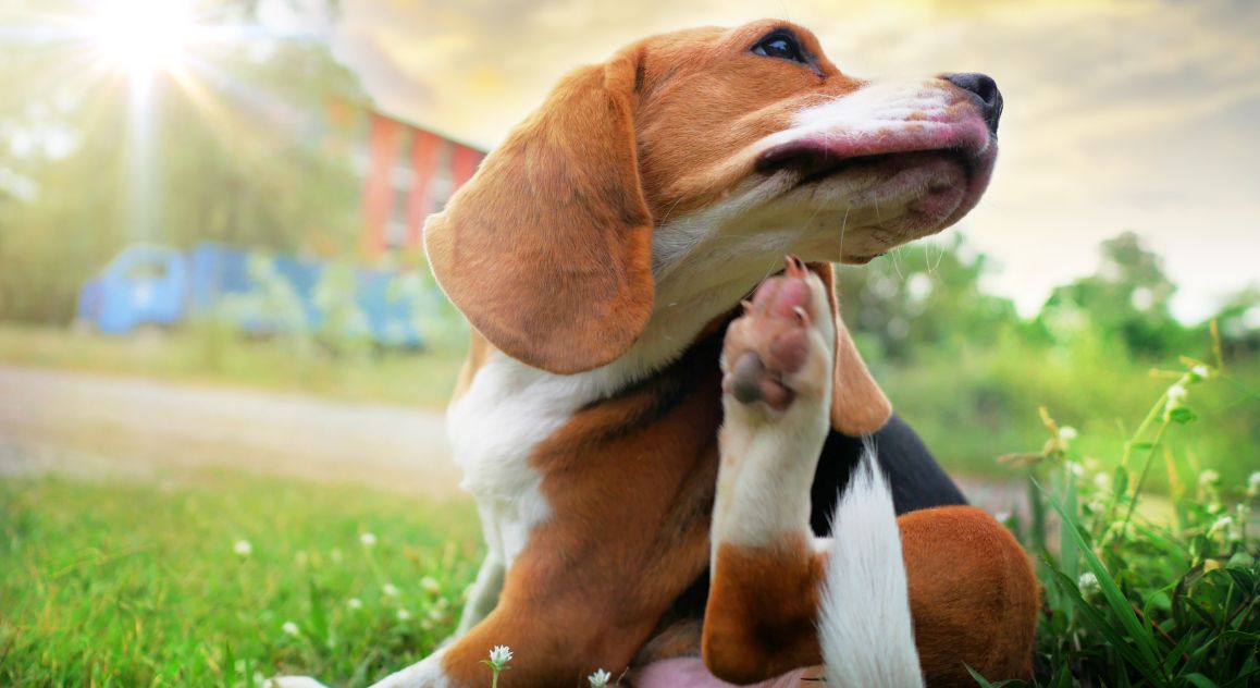 Is your dog suffering from allergies? Are you wondering what might be causing those pesky symptoms? Let's dig into environmental vs food allergies in dogs.