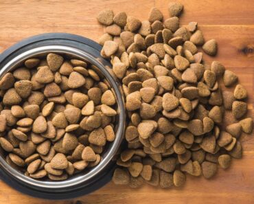 Feed your dog dry food? There are several widespread myths about kibble that need to be debunked. Read on as we expose the truth behind five common beliefs.