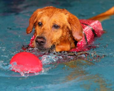 If you’re looking for ways to keep your dog entertained this summer, you’re in the right place. Here are some water activities to try with your pooch.
