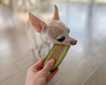 What better way to help your pup beat the heat than with a refreshing, homemade treat? Introducing Frozen Cucumber Boats! Get the easy dog treat recipe.