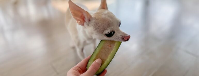 What better way to help your pup beat the heat than with a refreshing, homemade treat? Introducing Frozen Cucumber Boats! Get the easy dog treat recipe.