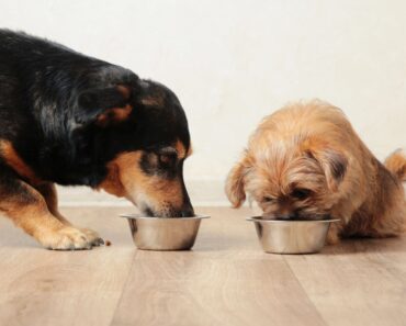 Fromm Family Foods — a long-standing, family-owned pet-food company — has issued a voluntary recall of certain gently cooked dog food. Get the details.