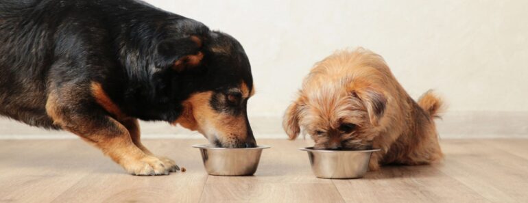 Fromm Family Foods — a long-standing, family-owned pet-food company — has issued a voluntary recall of certain gently cooked dog food. Get the details.