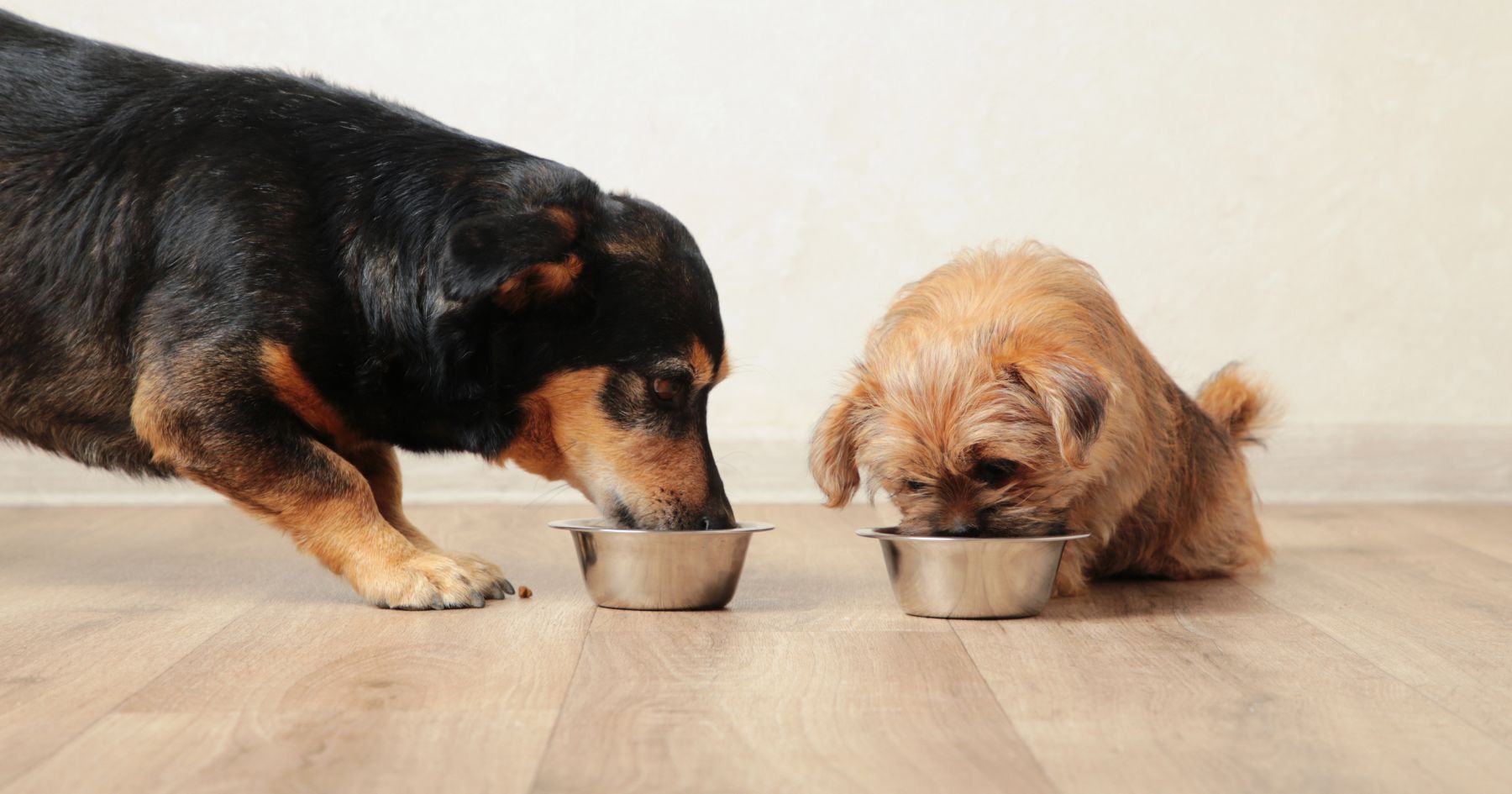 Fromm Family Foods — a long-standing, family-owned pet-food company — has issued a voluntary recall of certain gently cooked dog food. Get the details.